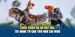 Cách Chọn Gà Đá Bất Bại, Thắng Kèo Từ Cao Thủ Nhà Cái W88