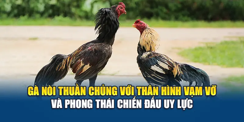 Gà nòi thuần chủng với thân hình vạm vỡ và phong thái chiến đấu uy lực